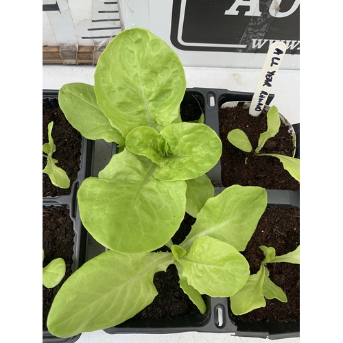 52 - TWELVE LETTUCE 'ALL YEAR ROUND' PLANTS ON TWO TRAYS. TO BE SOLD FOR THE TWELVE. NO VAT