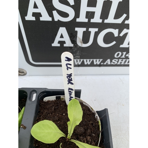 52 - TWELVE LETTUCE 'ALL YEAR ROUND' PLANTS ON TWO TRAYS. TO BE SOLD FOR THE TWELVE. NO VAT