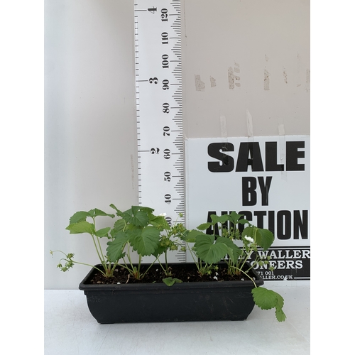Lot 18        
