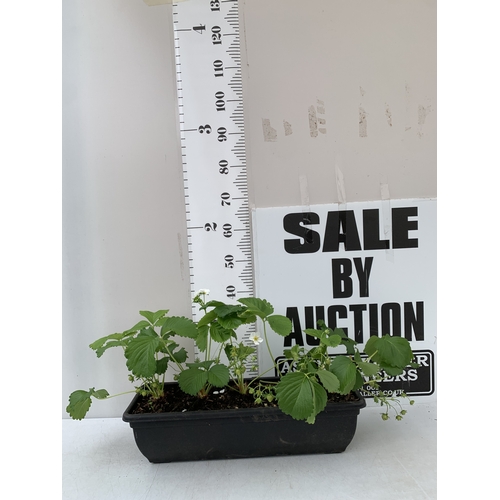 Lot 19        