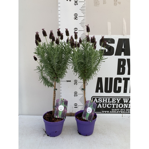 Lot 2         