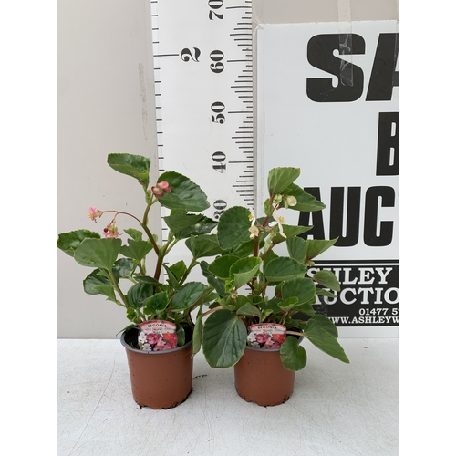 Lot 24        