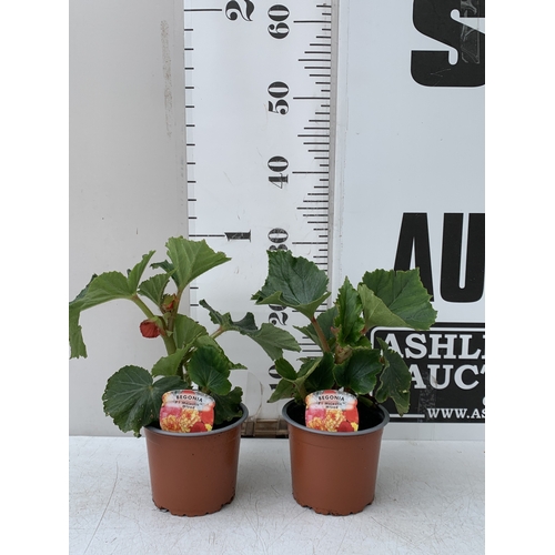 Lot 26        