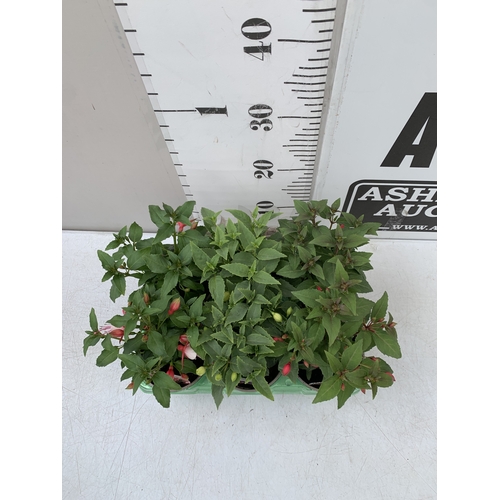 33 - SIX MIXED FUCHSIA DIVA - TWO CORAL AND WHITE, TWO WHITE AND VIOLET AND TWO ROSE AND VIOLET. IN P9CM ... 