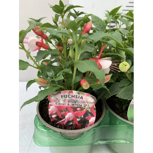 33 - SIX MIXED FUCHSIA DIVA - TWO CORAL AND WHITE, TWO WHITE AND VIOLET AND TWO ROSE AND VIOLET. IN P9CM ... 