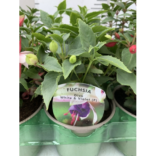 33 - SIX MIXED FUCHSIA DIVA - TWO CORAL AND WHITE, TWO WHITE AND VIOLET AND TWO ROSE AND VIOLET. IN P9CM ... 