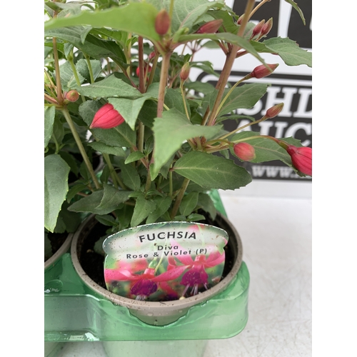 33 - SIX MIXED FUCHSIA DIVA - TWO CORAL AND WHITE, TWO WHITE AND VIOLET AND TWO ROSE AND VIOLET. IN P9CM ... 