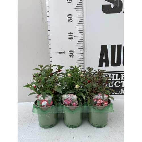 Lot 34        
