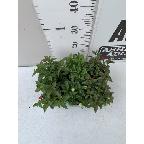 34 - SIX MIXED FUCHSIA DIVA - TWO RED AND WHITE, TWO LIGHT PINK AND PURPLE, AND TWO CHERRY AND WHITE. IN ... 