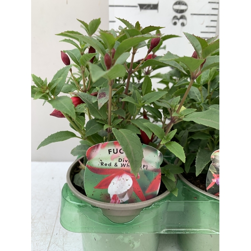 34 - SIX MIXED FUCHSIA DIVA - TWO RED AND WHITE, TWO LIGHT PINK AND PURPLE, AND TWO CHERRY AND WHITE. IN ... 