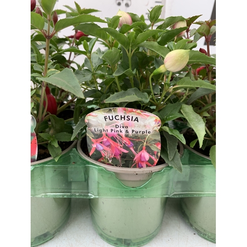 34 - SIX MIXED FUCHSIA DIVA - TWO RED AND WHITE, TWO LIGHT PINK AND PURPLE, AND TWO CHERRY AND WHITE. IN ... 
