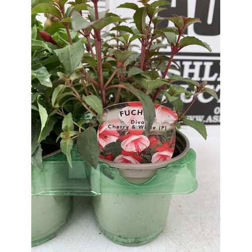 34 - SIX MIXED FUCHSIA DIVA - TWO RED AND WHITE, TWO LIGHT PINK AND PURPLE, AND TWO CHERRY AND WHITE. IN ... 