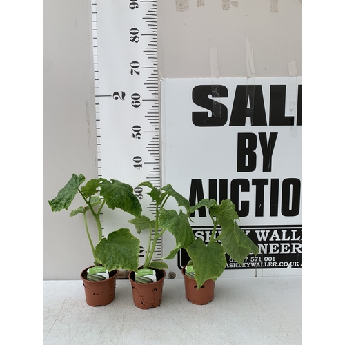 Lot 43        