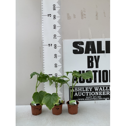 Lot 44        