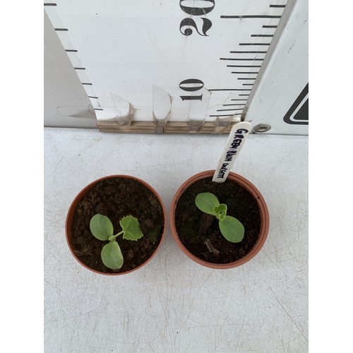 46 - TWO COURGETTE 'GREEN BUSH' IN P8CM POTS. TO BE SOLD FOR THE TWO. NO VAT