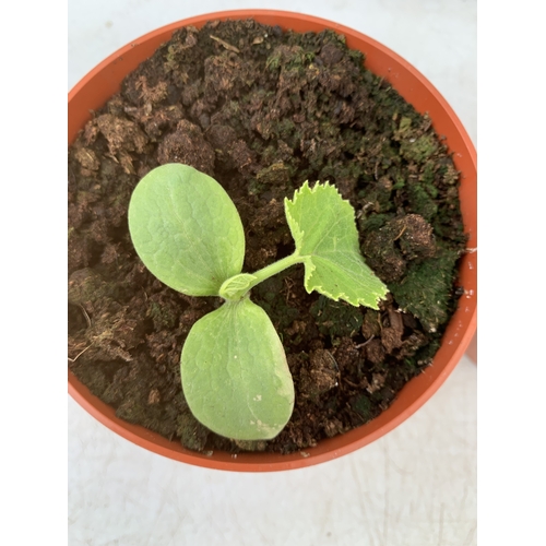 46 - TWO COURGETTE 'GREEN BUSH' IN P8CM POTS. TO BE SOLD FOR THE TWO. NO VAT