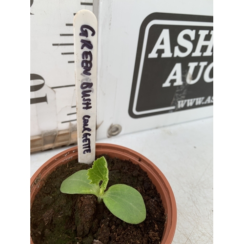 46 - TWO COURGETTE 'GREEN BUSH' IN P8CM POTS. TO BE SOLD FOR THE TWO. NO VAT
