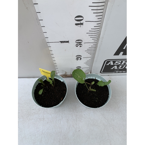 47 - TWO HORSERADISH PLANTS IN 1 LTR POTS. APPROX 20-30CM TALL, TO BE SOLD FOR THE PAIR. NO VAT