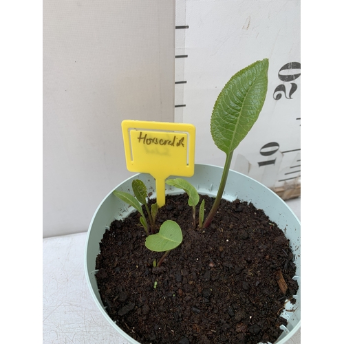 47 - TWO HORSERADISH PLANTS IN 1 LTR POTS. APPROX 20-30CM TALL, TO BE SOLD FOR THE PAIR. NO VAT