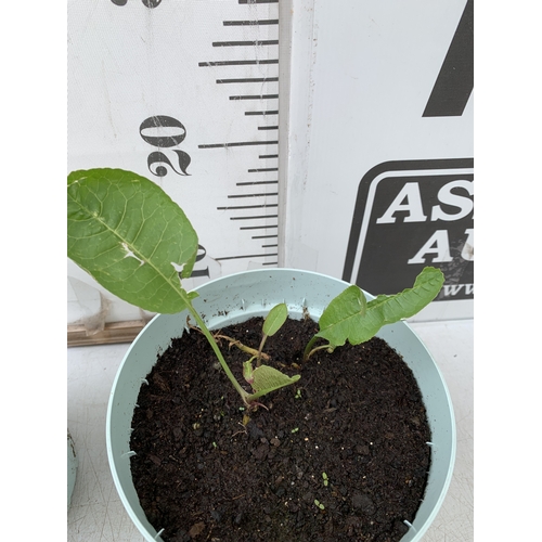 47 - TWO HORSERADISH PLANTS IN 1 LTR POTS. APPROX 20-30CM TALL, TO BE SOLD FOR THE PAIR. NO VAT