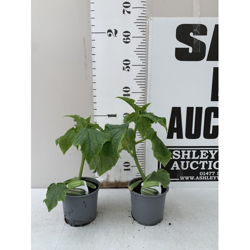 Lot 48        