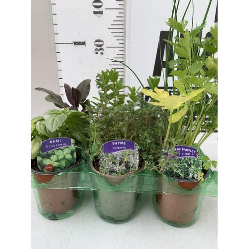 58 - SIX MIXED HERBS IN P9CM POTS, ONE SAGE 'PURPLE BEAUTY', ONE BASIL 'DOLCE FRESCA', ONE FLAT LEAF PARS... 