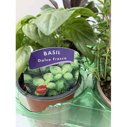 58 - SIX MIXED HERBS IN P9CM POTS, ONE SAGE 'PURPLE BEAUTY', ONE BASIL 'DOLCE FRESCA', ONE FLAT LEAF PARS... 