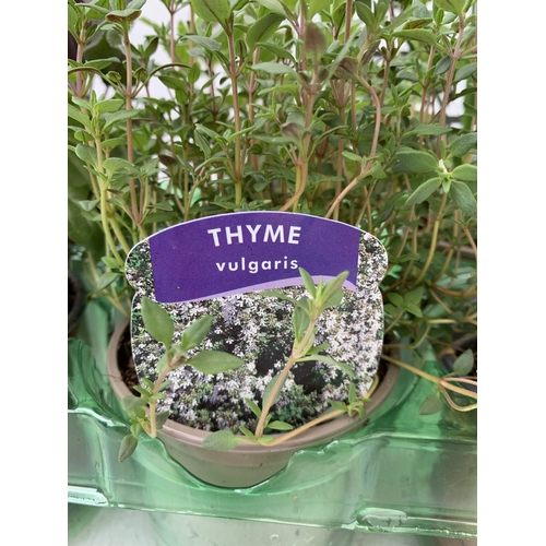 58 - SIX MIXED HERBS IN P9CM POTS, ONE SAGE 'PURPLE BEAUTY', ONE BASIL 'DOLCE FRESCA', ONE FLAT LEAF PARS... 