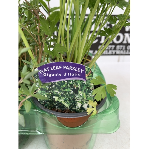 58 - SIX MIXED HERBS IN P9CM POTS, ONE SAGE 'PURPLE BEAUTY', ONE BASIL 'DOLCE FRESCA', ONE FLAT LEAF PARS... 