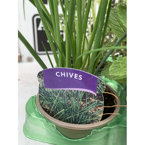58 - SIX MIXED HERBS IN P9CM POTS, ONE SAGE 'PURPLE BEAUTY', ONE BASIL 'DOLCE FRESCA', ONE FLAT LEAF PARS... 