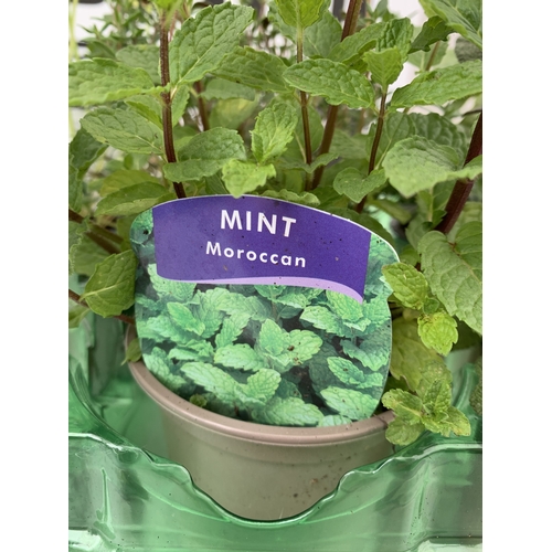 58 - SIX MIXED HERBS IN P9CM POTS, ONE SAGE 'PURPLE BEAUTY', ONE BASIL 'DOLCE FRESCA', ONE FLAT LEAF PARS... 