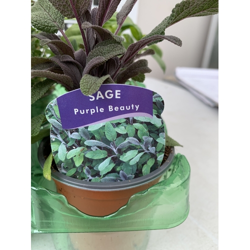 58 - SIX MIXED HERBS IN P9CM POTS, ONE SAGE 'PURPLE BEAUTY', ONE BASIL 'DOLCE FRESCA', ONE FLAT LEAF PARS... 