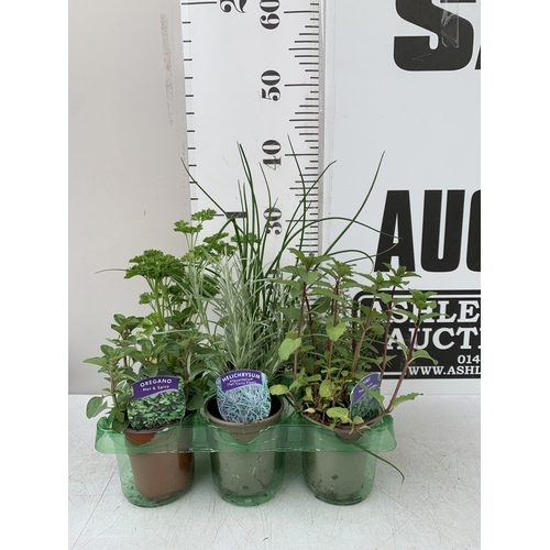 Lot 59        
