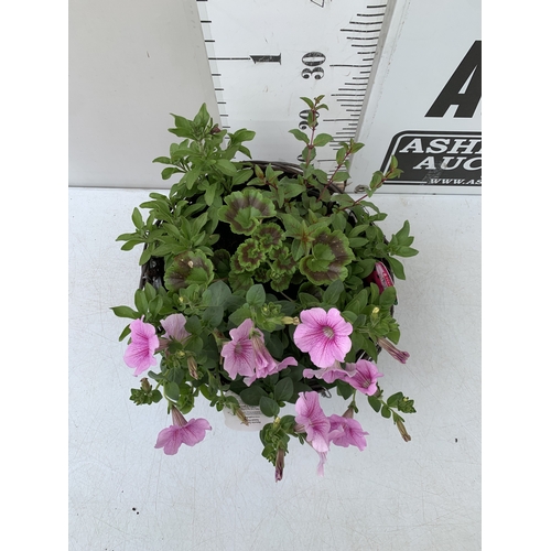 7 - ONE WICKER HANGING BASKET FILLED WITH MIXED BEDDING PLANTS TO INCLUDE SURFINIA PETUNIA SWEET PINKS A... 