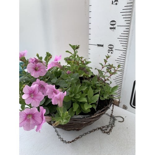 7 - ONE WICKER HANGING BASKET FILLED WITH MIXED BEDDING PLANTS TO INCLUDE SURFINIA PETUNIA SWEET PINKS A... 