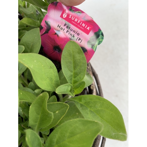 7 - ONE WICKER HANGING BASKET FILLED WITH MIXED BEDDING PLANTS TO INCLUDE SURFINIA PETUNIA SWEET PINKS A... 