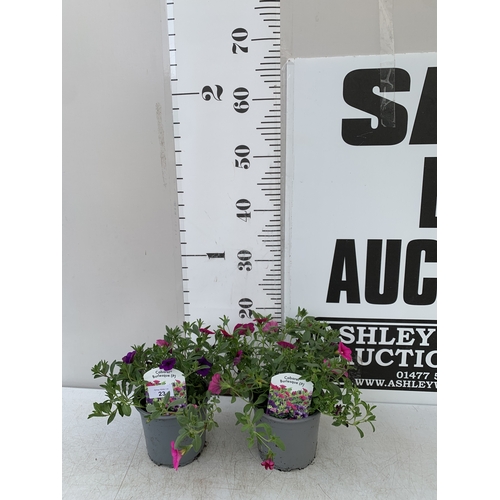 Lot 23        