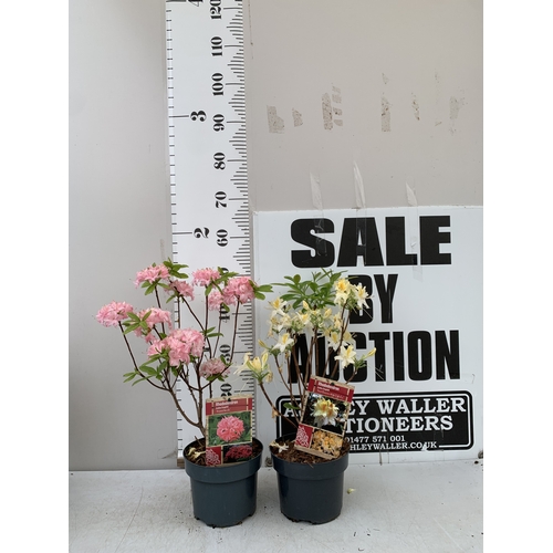 Lot 4         