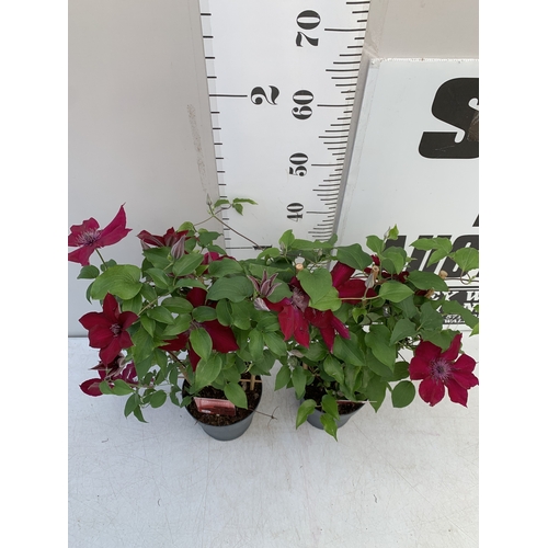 5 - TWO DARK RED CLEMATIS BOULEVARD ON A FRAME IN A 1.5 LTR POT. APPROX 50CM TALL, TO BE SOLD FOR THE PA... 
