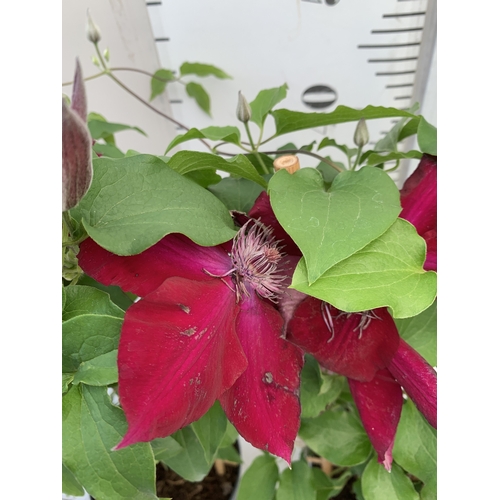 5 - TWO DARK RED CLEMATIS BOULEVARD ON A FRAME IN A 1.5 LTR POT. APPROX 50CM TALL, TO BE SOLD FOR THE PA... 
