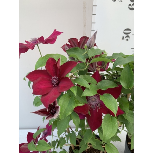 5 - TWO DARK RED CLEMATIS BOULEVARD ON A FRAME IN A 1.5 LTR POT. APPROX 50CM TALL, TO BE SOLD FOR THE PA... 