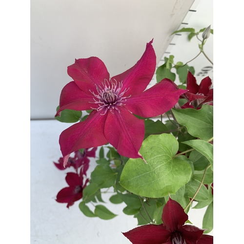 5 - TWO DARK RED CLEMATIS BOULEVARD ON A FRAME IN A 1.5 LTR POT. APPROX 50CM TALL, TO BE SOLD FOR THE PA... 