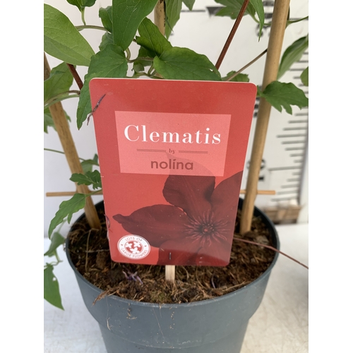 5 - TWO DARK RED CLEMATIS BOULEVARD ON A FRAME IN A 1.5 LTR POT. APPROX 50CM TALL, TO BE SOLD FOR THE PA... 