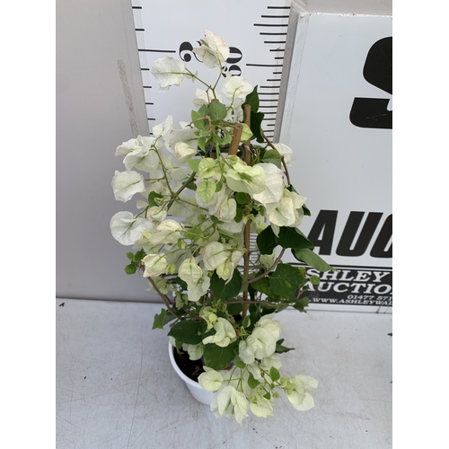 6 - ONE WHITE BOUGAINVILLEA ALEXANDRA ON A PYRAMID FRAME IN A 2 LTR POT. APPROX 70CM TALL