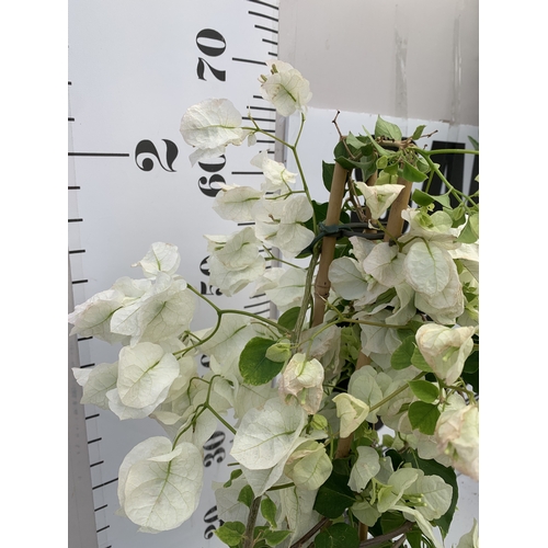 6 - ONE WHITE BOUGAINVILLEA ALEXANDRA ON A PYRAMID FRAME IN A 2 LTR POT. APPROX 70CM TALL