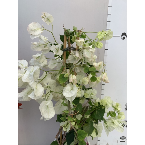 6 - ONE WHITE BOUGAINVILLEA ALEXANDRA ON A PYRAMID FRAME IN A 2 LTR POT. APPROX 70CM TALL