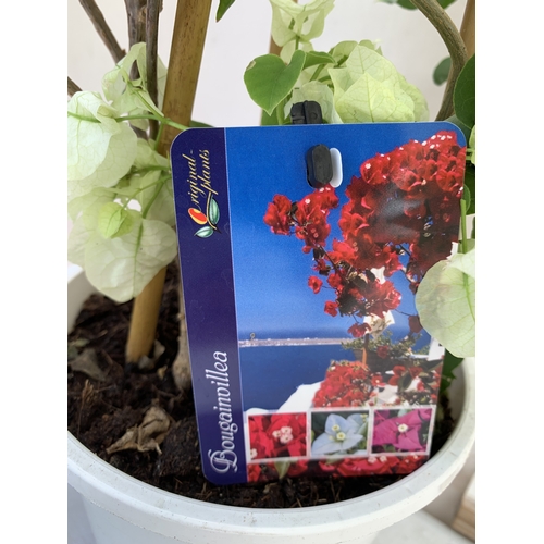 6 - ONE WHITE BOUGAINVILLEA ALEXANDRA ON A PYRAMID FRAME IN A 2 LTR POT. APPROX 70CM TALL