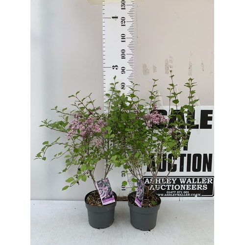 15 - TWO LILAC SYRINGA MEYERI 'PALIBIN' PINK IN A 2 LTR POT. A REPEAT BLOOMER WITH FANTASTIC SCENT. APPRO... 