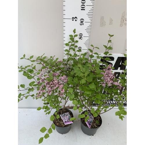 15 - TWO LILAC SYRINGA MEYERI 'PALIBIN' PINK IN A 2 LTR POT. A REPEAT BLOOMER WITH FANTASTIC SCENT. APPRO... 