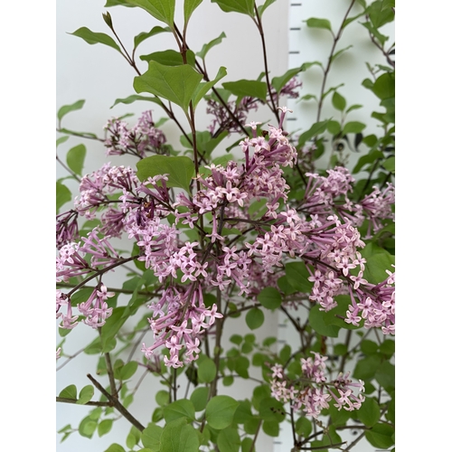 15 - TWO LILAC SYRINGA MEYERI 'PALIBIN' PINK IN A 2 LTR POT. A REPEAT BLOOMER WITH FANTASTIC SCENT. APPRO... 